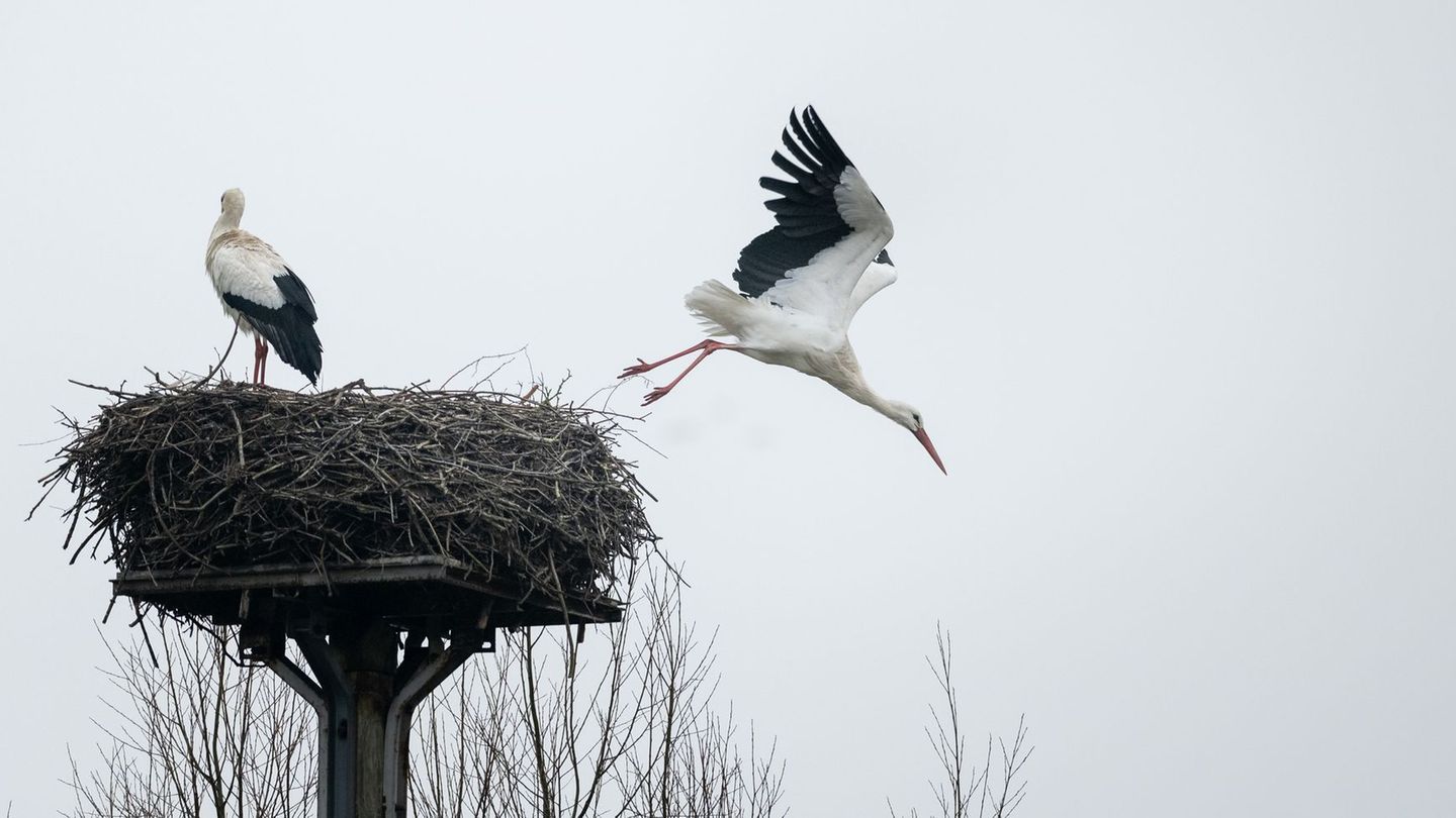 Erste Störche in NRW zurück: Angepasster Adebar - Die neue Welt der Störche
