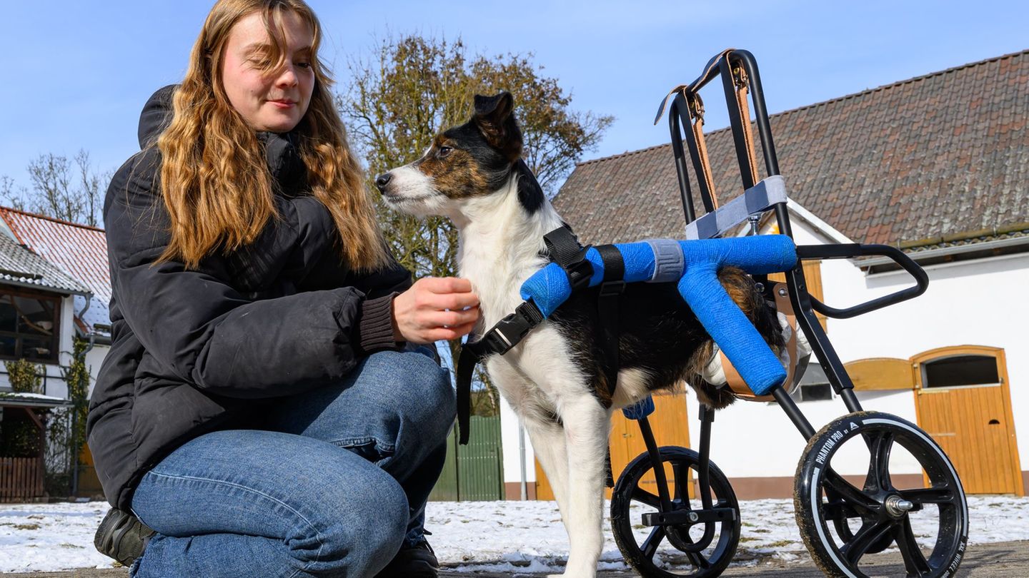 Tierschutz: Dankbarkeit auf Pfoten: traumatisierte Hunde aus der Ukraine