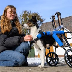 Hündin Mina ist querschnittsgelähmt und auf einen speziellen Rollwagen angewiesen. Foto: Patrick Pleul/dpa