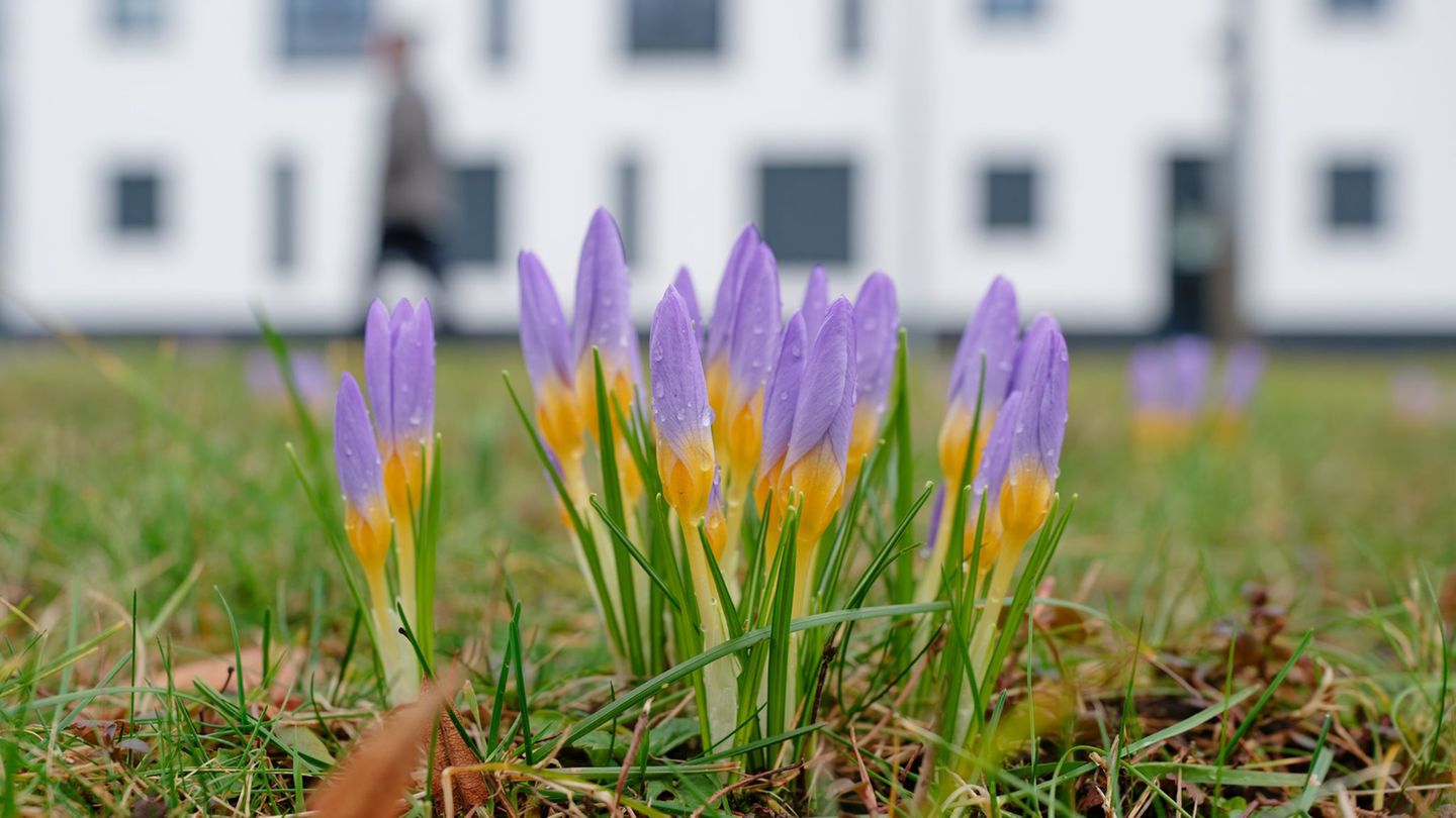 Langsam erhält der Frühling Einzug. (Archivbild) Foto: Uwe Anspach/dpa