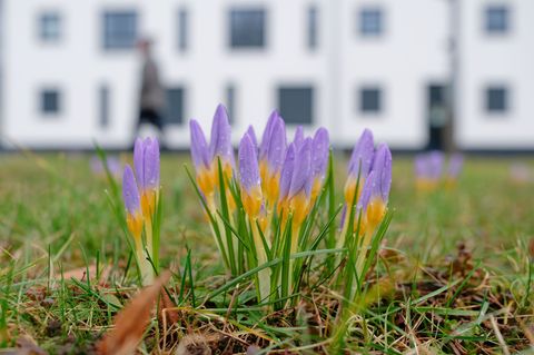 Langsam erhält der Frühling Einzug. (Archivbild) Foto: Uwe Anspach/dpa