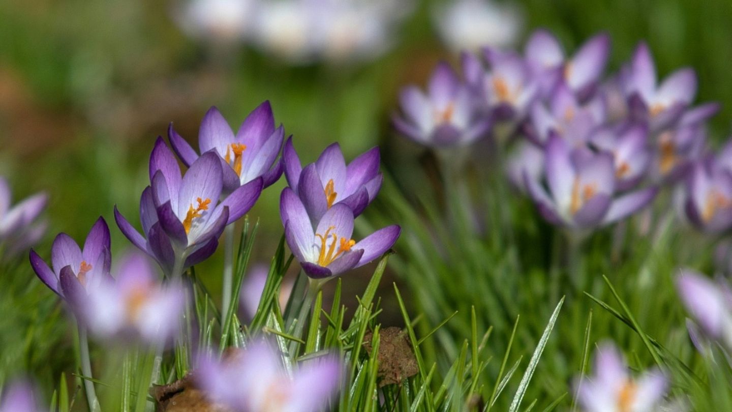 Blühende Krokusse