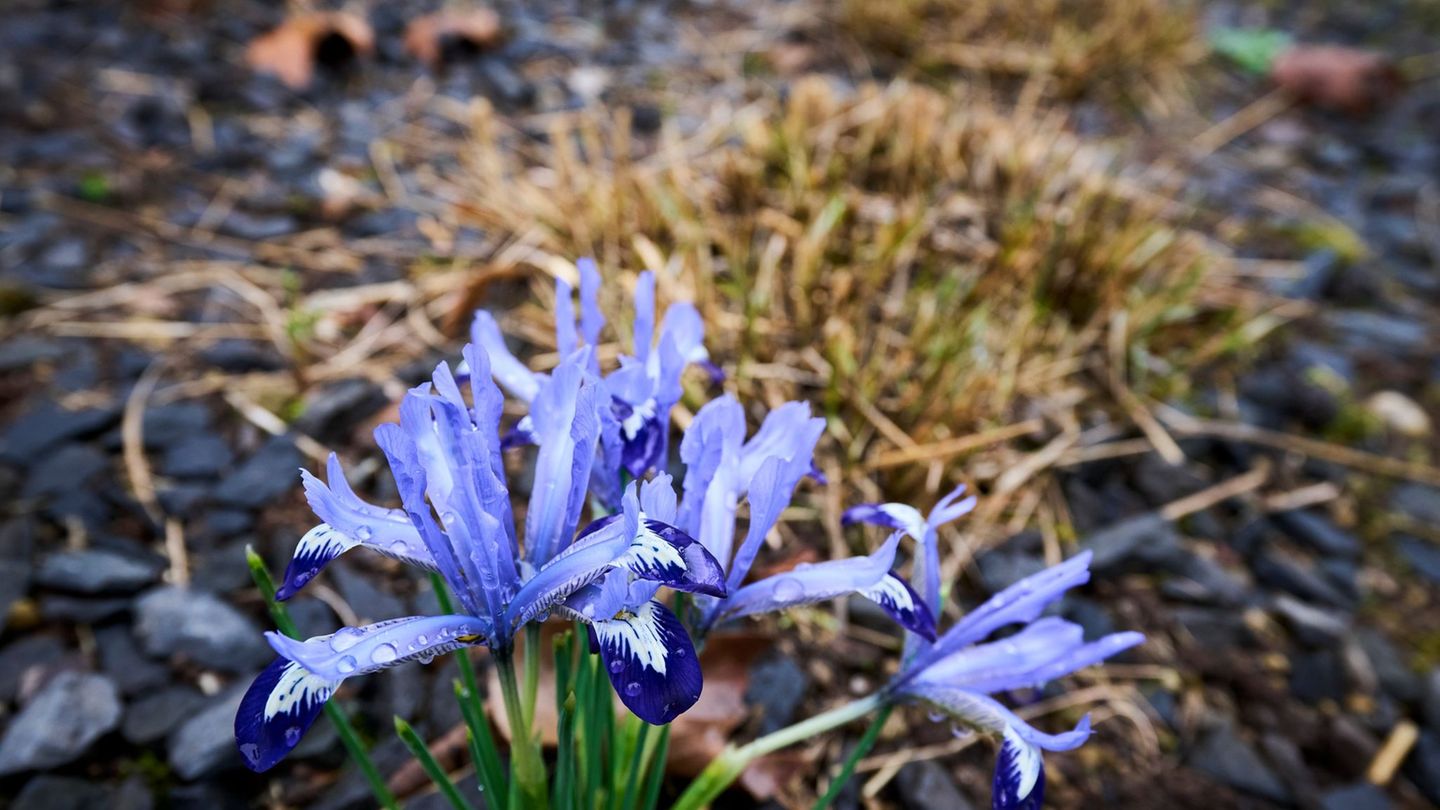 Wetter: "Ab Mittwoch sonniger Frühling" – bis zu 20 Grad möglich