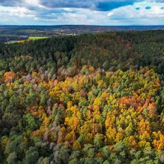 Eine Bürgerinitiative will die Abholzung eines Waldgebietes für ein großes Gewerbe- und Industriegebiet bei Fürstenwalde/Spree v