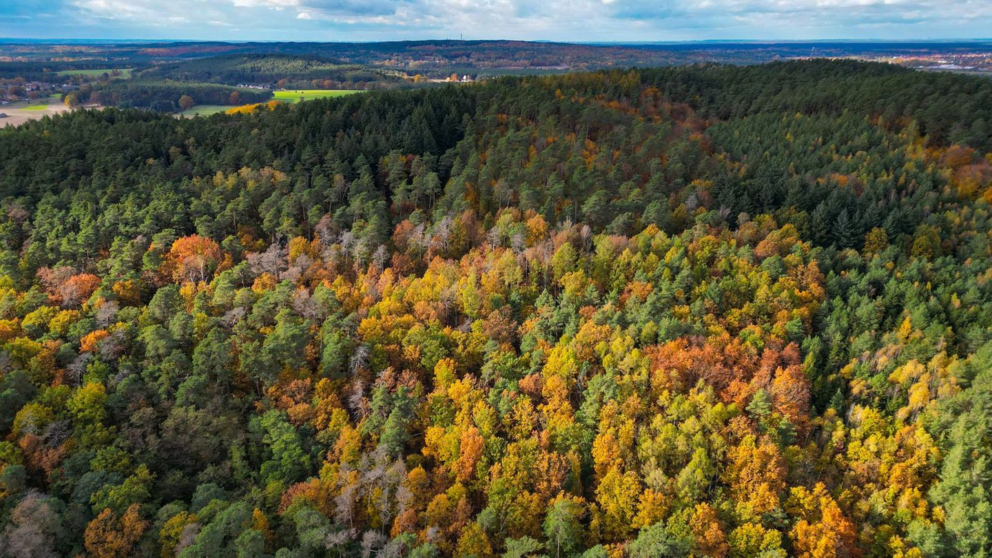 Eine Bürgerinitiative will die Abholzung eines Waldgebietes für ein großes Gewerbe- und Industriegebiet bei Fürstenwalde/Spree v