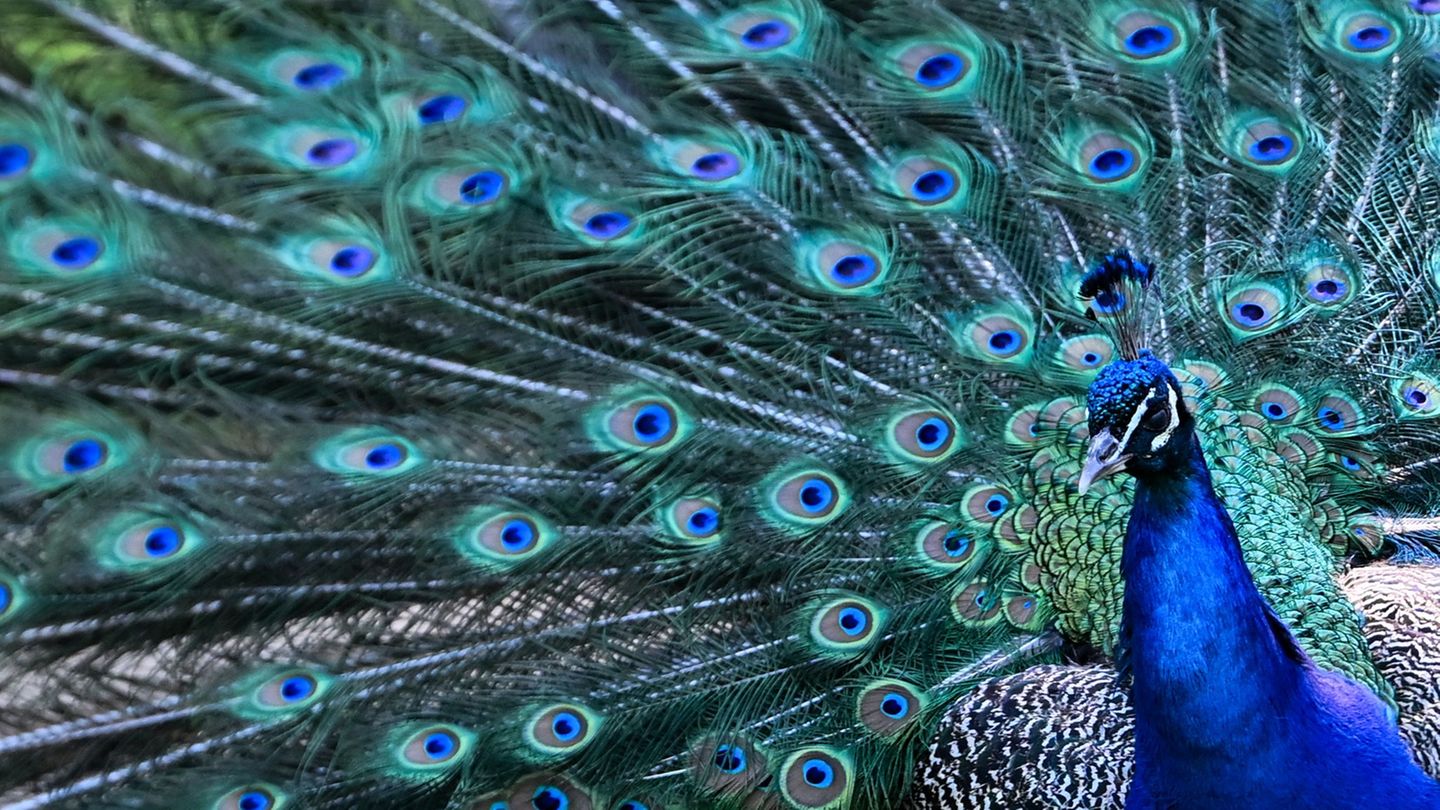 Auch ein Pfau war unter den Warnmeldungen. (Symbolbild) Foto: Sebastian Gollnow/dpa