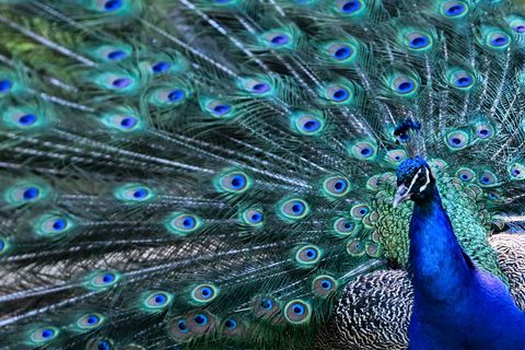 Auch ein Pfau war unter den Warnmeldungen. (Symbolbild) Foto: Sebastian Gollnow/dpa