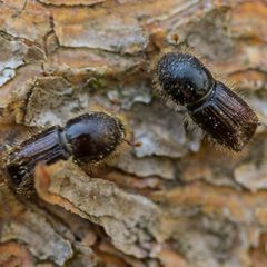 In Thüringen sind im vergangenen Jahr rund 473.000 Festmeter Borkenkäfer-Schadholz angefallen. (Archivbild) Foto: Andreas Arnold
