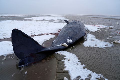 In Dänemark sind mehrere Wale gestrandet. Foto: Mads Claus Rasmussen/Ritzau Scanpix/AP/dpa