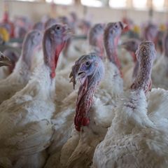 Im Landkreis Oder-Spree wurde die Newcastle-Krankheit festgestellt. (Symbolbild) Foto: Philip Dulian/dpa