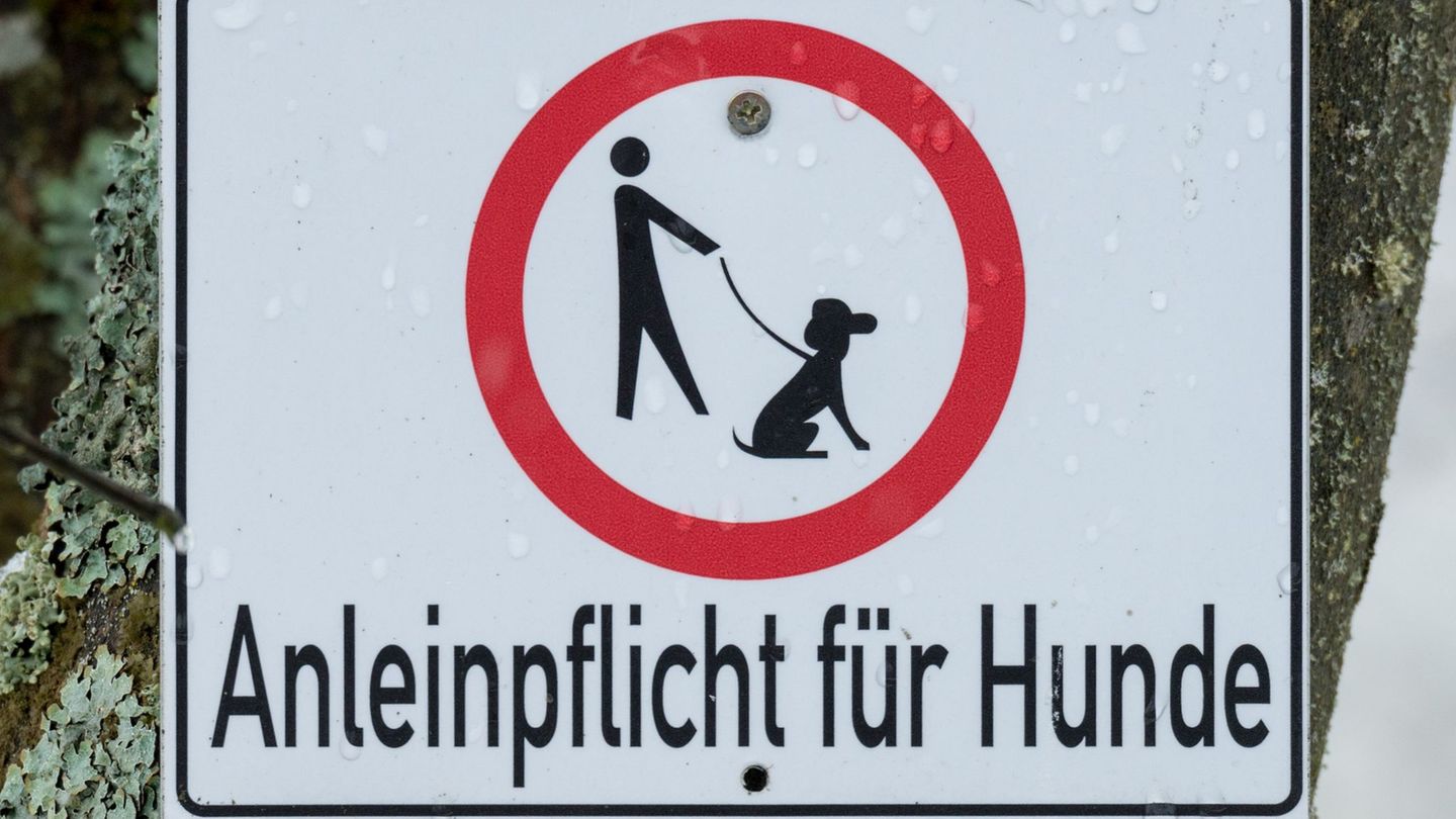 Die Hundebesitzer gerieten handfest aneinander. (Symbolbild) Foto: picture alliance / dpa