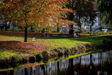 Die Baumschutzsatzung in Oldenburg bleibt bestehen - das ist das Ergebnis eines Bürgerentscheids. (Symbolbild) Foto: Hauke-Chris