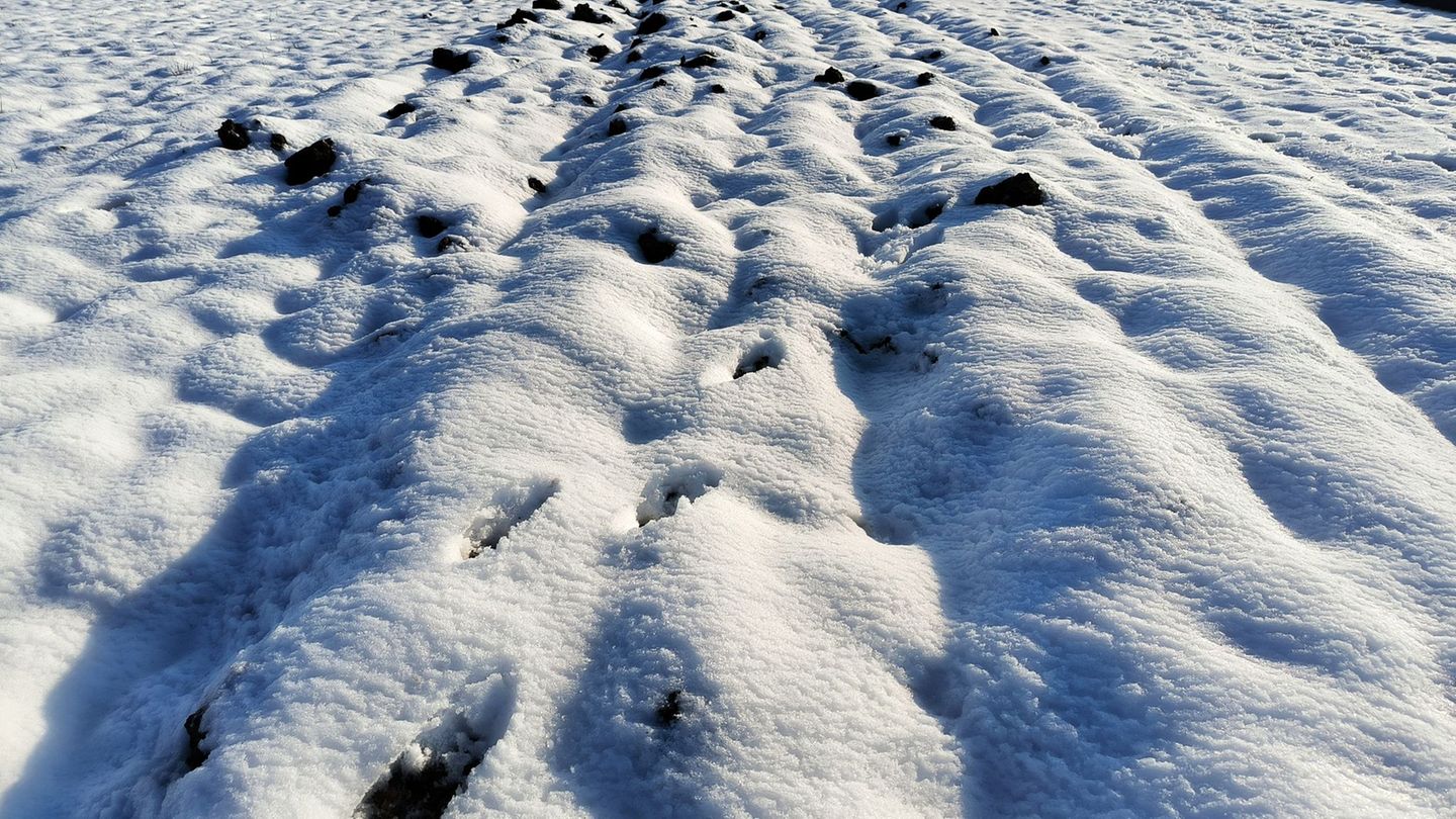 Landwirte sehen kaum Probleme: Hessische Bauern trotzen Winter – Mehr Arbeit für Tierhalter