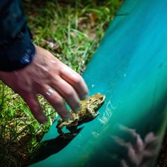 Vielerorts wurden bereits wieder Schutzzäune aufgestellt. Darauf sollten sich Autofahrer aber nicht verlassen. (Archivbild) Foto