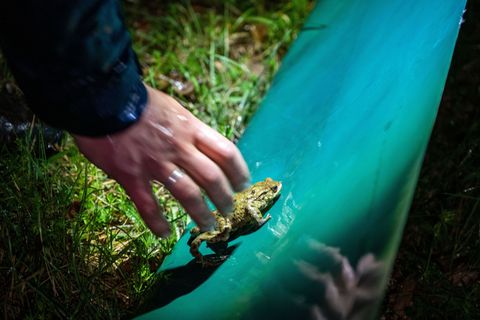 Vielerorts wurden bereits wieder Schutzzäune aufgestellt. Darauf sollten sich Autofahrer aber nicht verlassen. (Archivbild) Foto