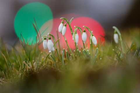 Es wird Frühling im Südwesten. Foto: Thomas Warnack/dpa