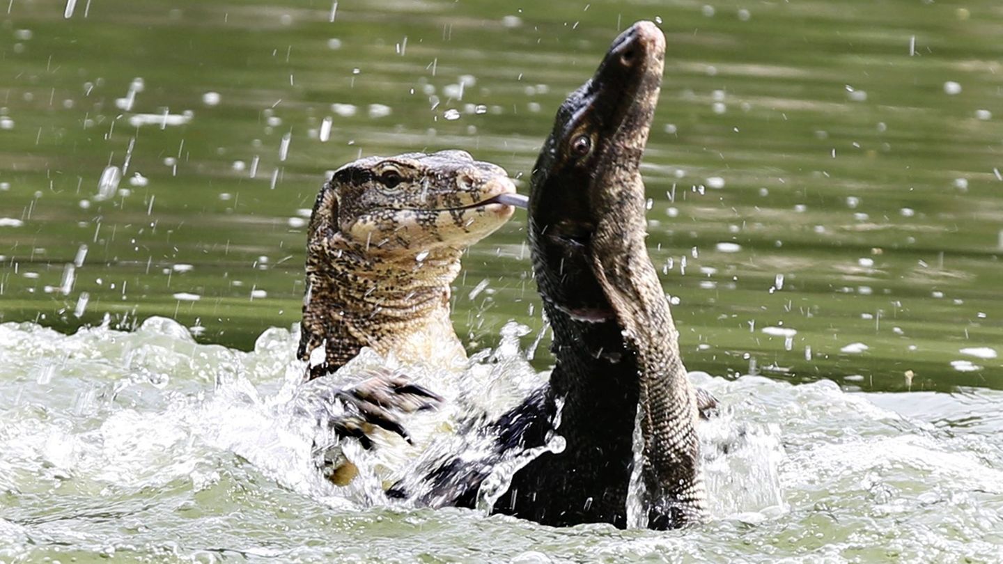 Bindenwarane halten sich gern im Wasser auf. Sie leben auch in Bangkok