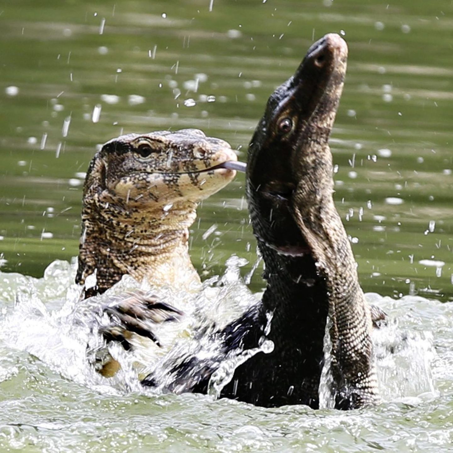 Bindenwarane halten sich besonders gern im Wasser auf