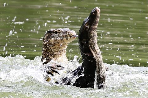 Bindenwarane halten sich besonders gern im Wasser auf