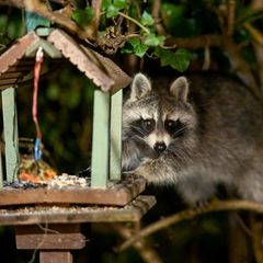 Beschwerden in Berlin: Waschbären beschädigen Infrastruktur Foto: Britta Pedersen/dpa