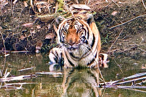 Innerhalb weniger Wochen starben in Nordthailand Dutzende Tiger - offenbar an einem Virus. (Archivbild) Foto: Carola Frentzen/dp