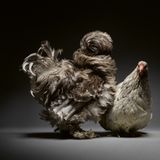 Porträt zweier Hühner