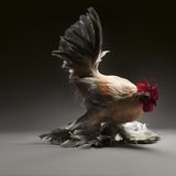 Porträt eines Huhns