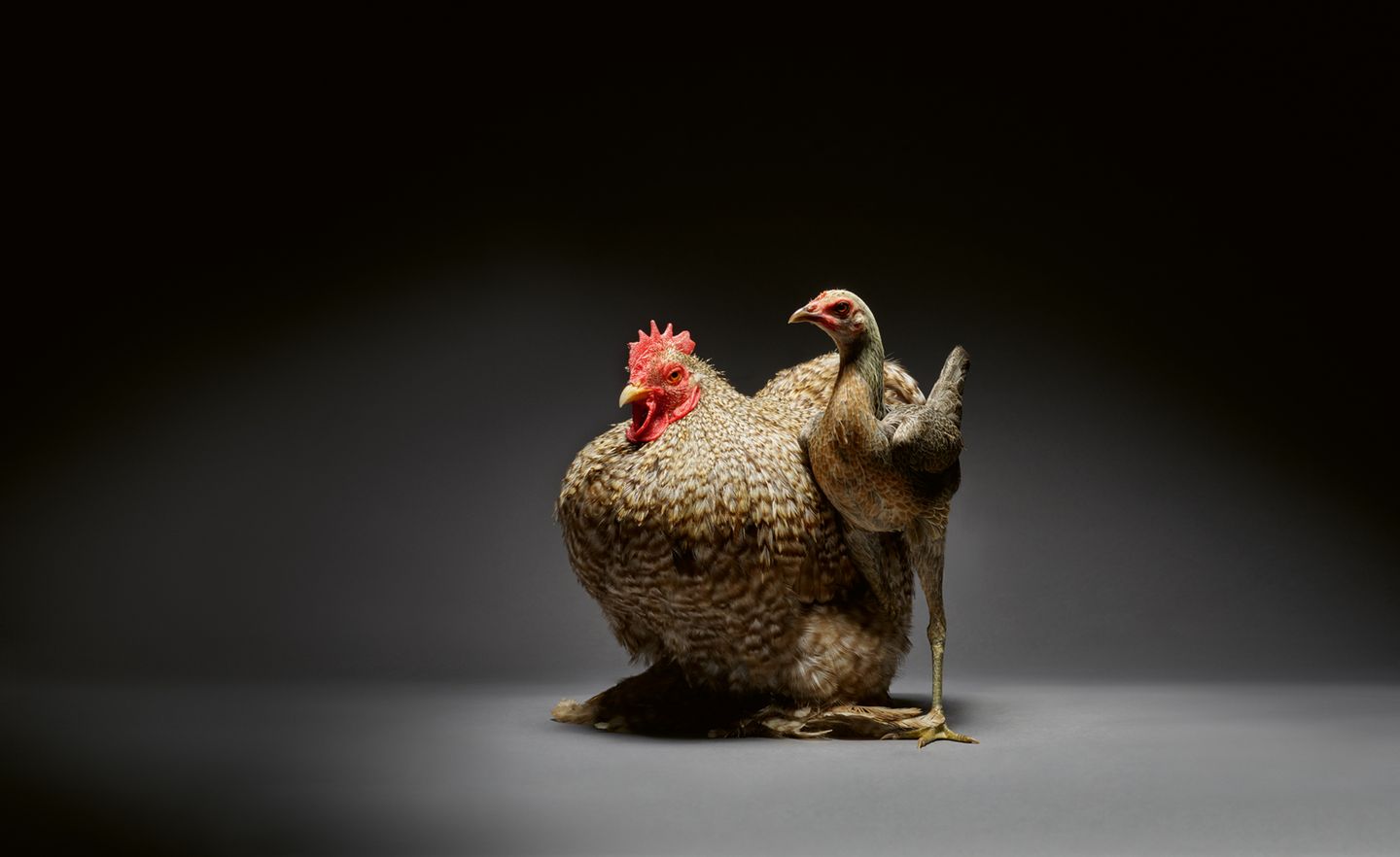 Porträt eines Huhns