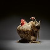 Porträt eines Huhns