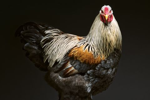 Porträt eines Huhns