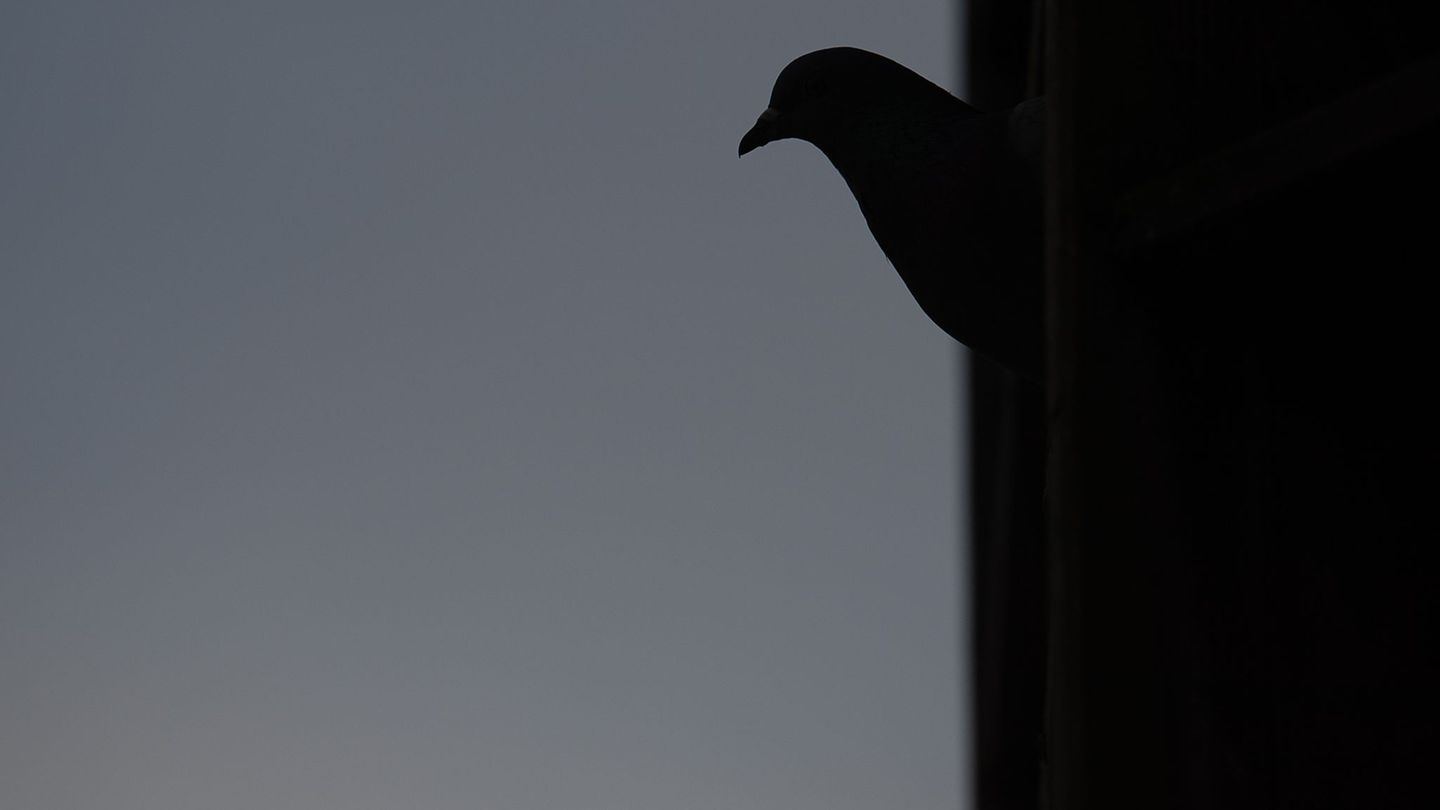 Brände: Rund 50 wertvolle Zuchttauben sterben bei Feuer