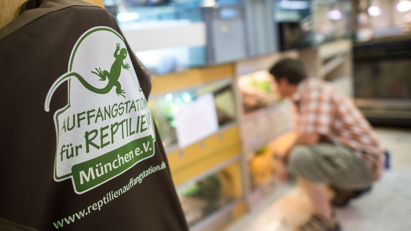 In der Auffangstation für Reptilien sollen die Schlangen jetzt aufgepäppelt werden - wenn es dafür nicht zu spät ist (Archivbild