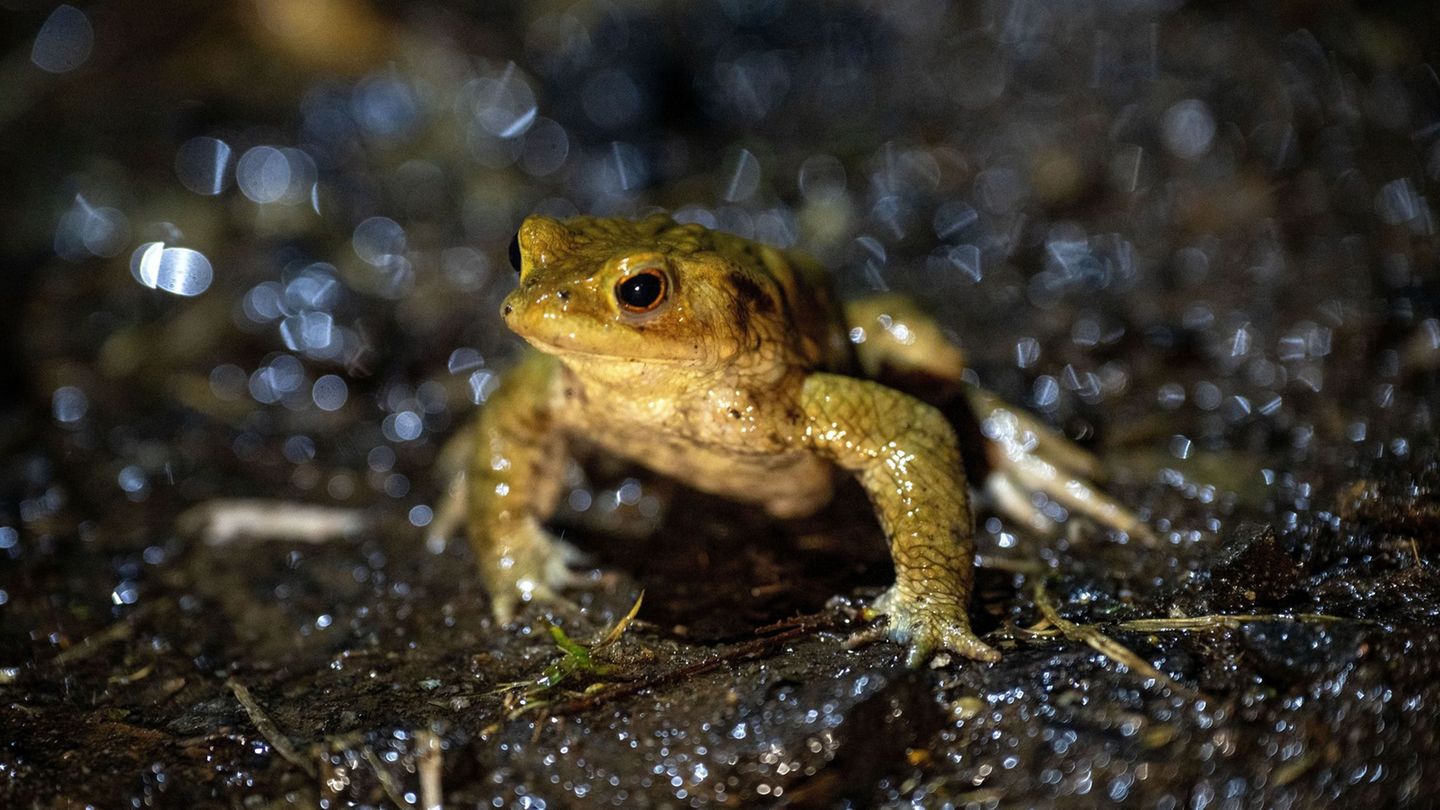 Das mildere Wetter animiert vielerorts in Bayern Frösche und Kröten zu ihren alljährlichen Wanderungen. (Archivbild) Foto: Pia B