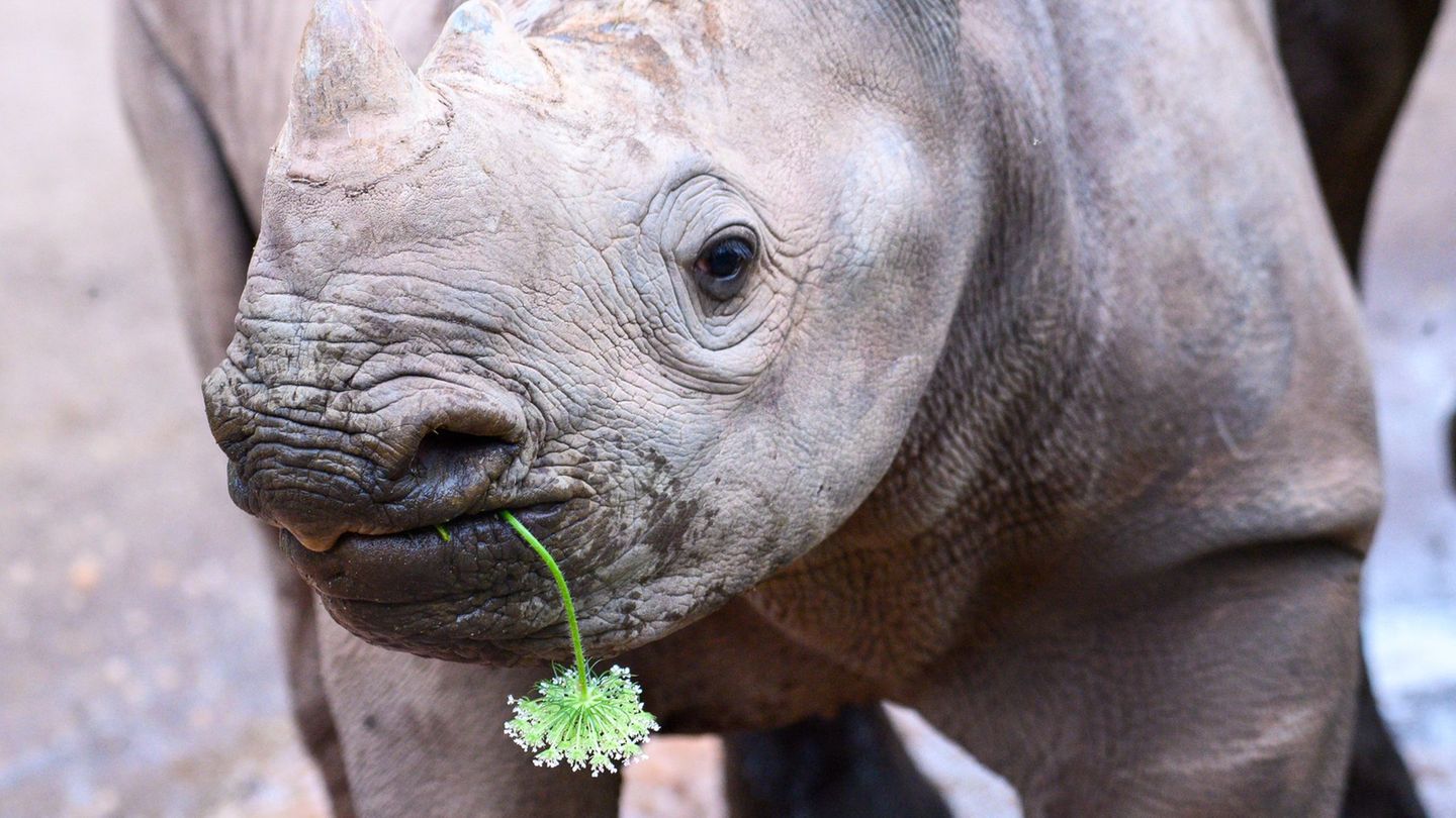 Das Spitzmaulnashorn-Weibchen Malia, hier 2024 als Jungtier zu sehen, verlässt den Magdeburger Zoo. (Archivbild) Foto: Klaus-Die