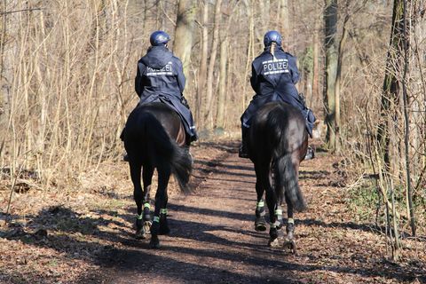 Mit Hilfe der Reiterstaffel jagt die Polizei im Leipziger Auwald Bärlauch-Diebe. Foto: Tobias Junghannß/dpa