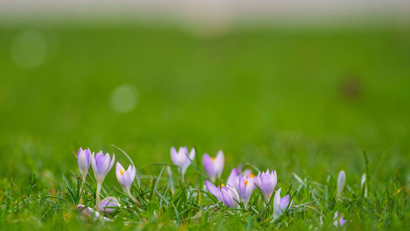 Wetter: Wetterdienst erwartet milde Tage
