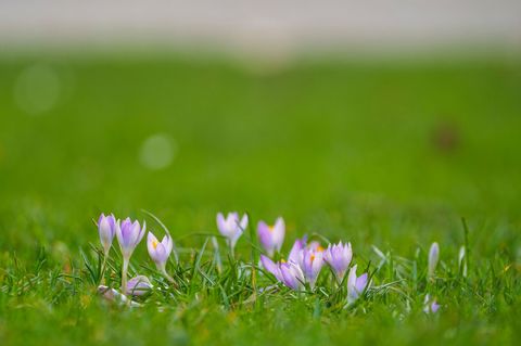 Mit den steigenden Temperaturen zeigen sich in Mainz auch die ersten Krokusse. (Symbolbild) Foto: Andreas Arnold/dpa