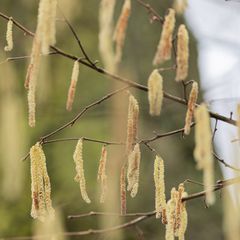 Mit dem frühlingshaften Wetter zeigen sich auch schon erste Blütenstände. (Symbolbild) Foto: Rolf Vennenbernd/dpa