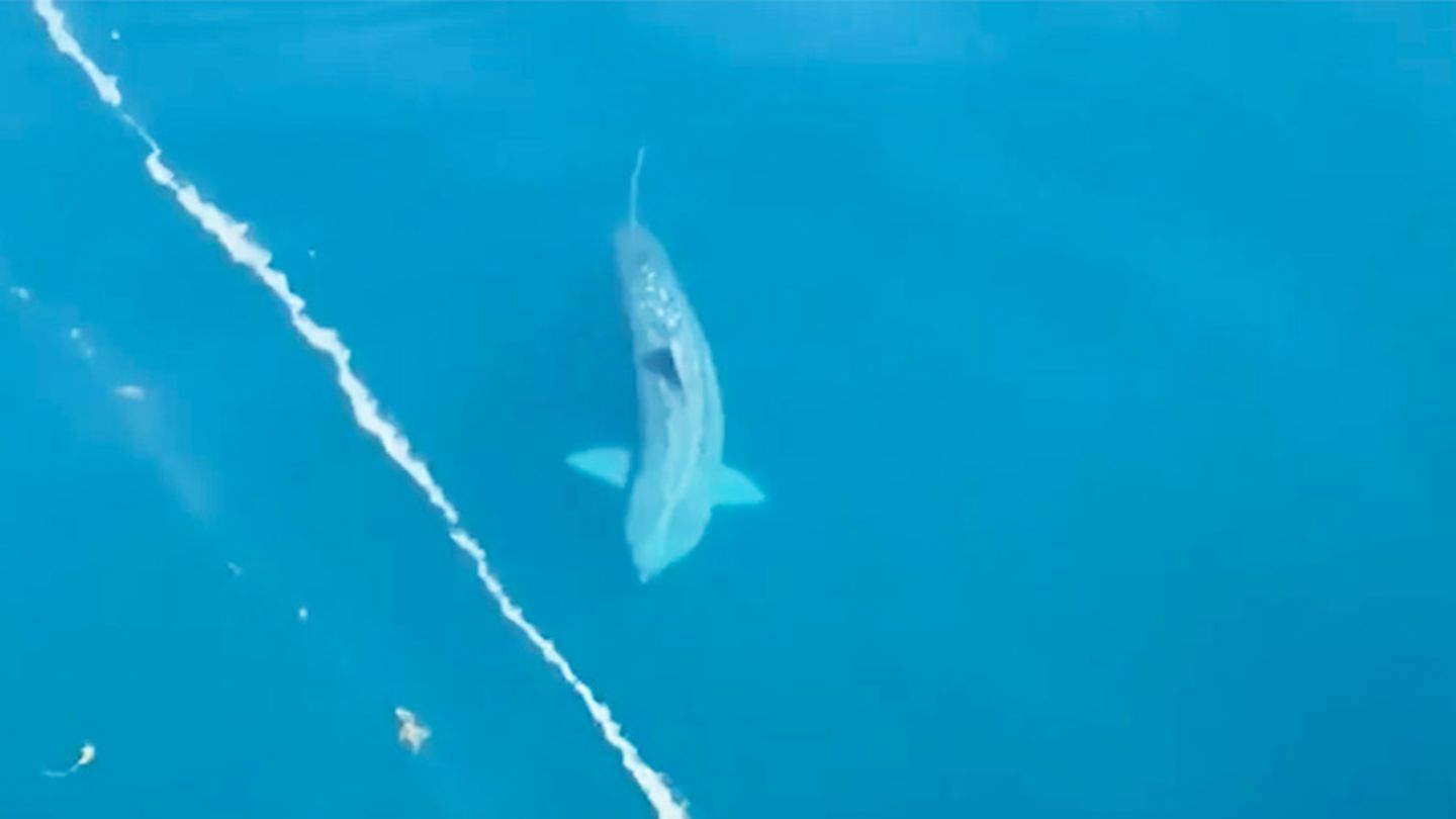 Markante Rückenflosse: Riesenhai vor Kroatien? Experten sehen Anzeichen