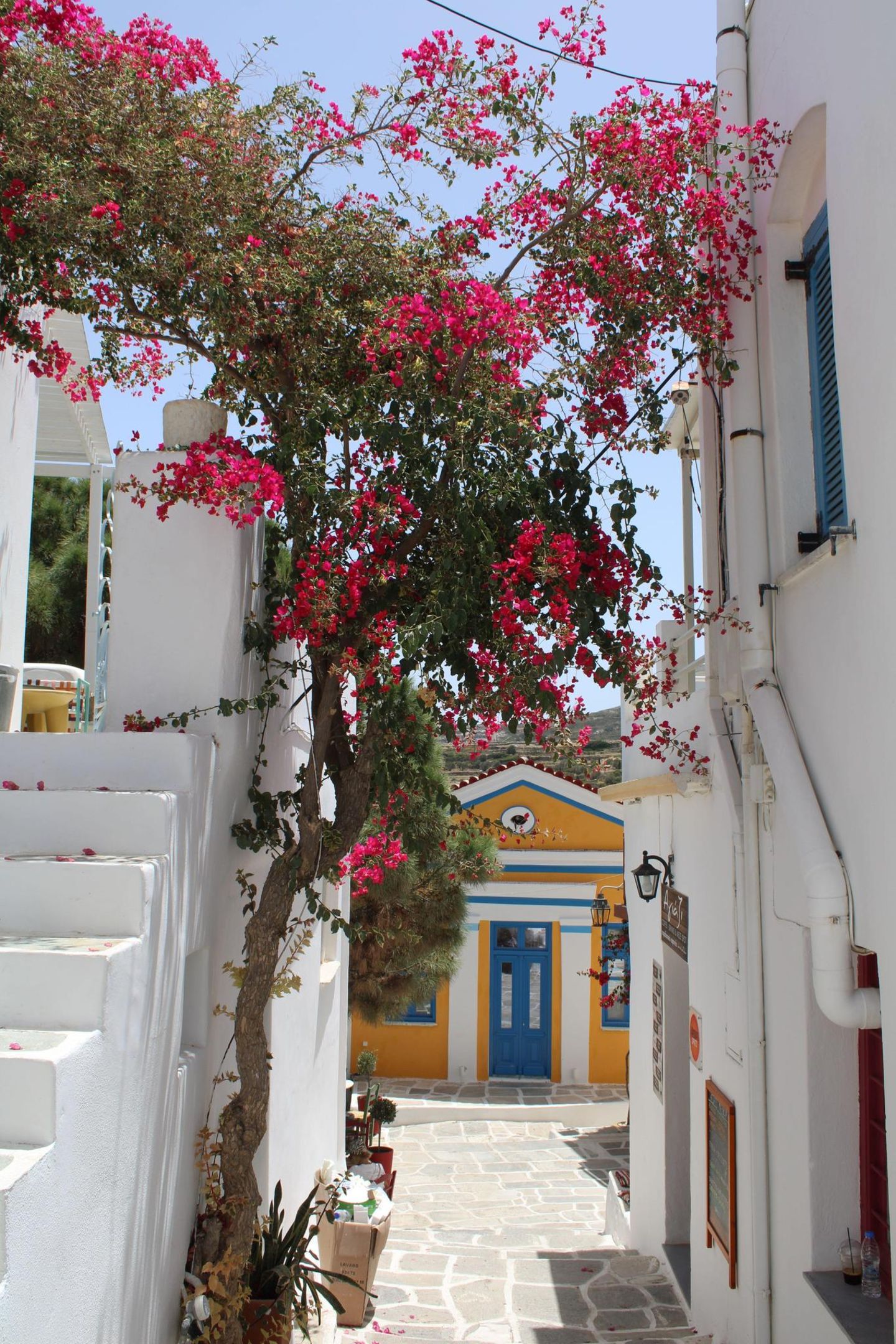Eine Gasse in Paros, ein rot-blühender Baum lehnt dazwischen