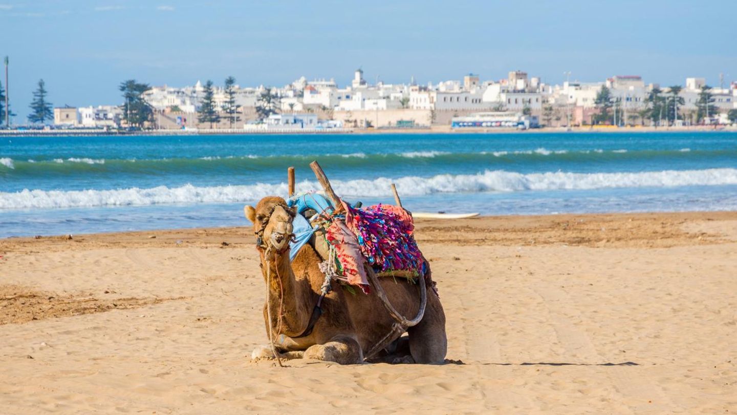 Ein Kamel liegt am Strand, im Hintergrund ist eine Skyline zu sehen