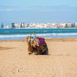 Ein Kamel liegt am Strand, im Hintergrund ist eine Skyline zu sehen