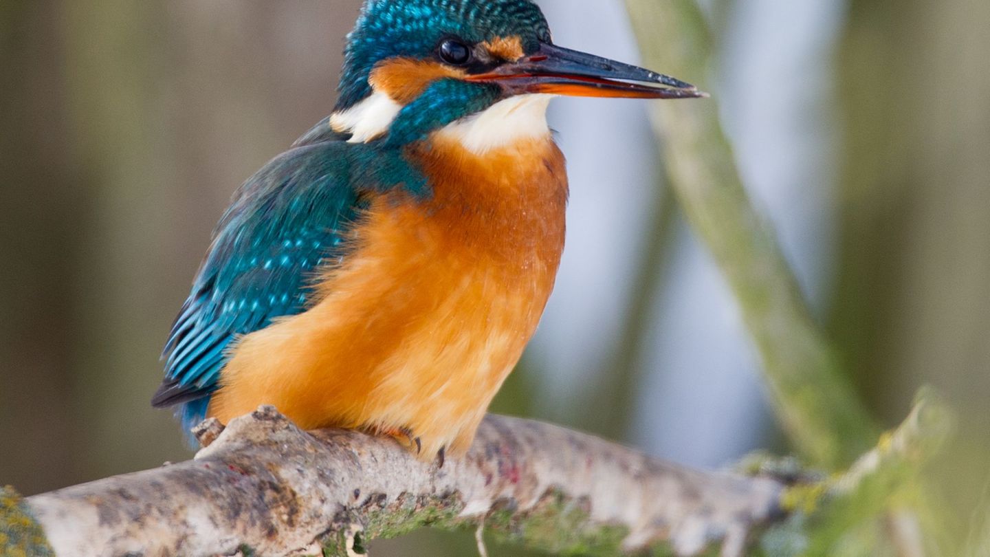 Der seltene Eisvogel jagt auch im Wispertaunus kleine Fische. (Archivbild) Foto: Patrick Pleul/dpa-Zentralbild/dpa