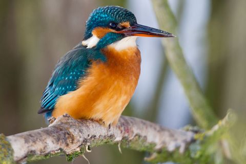 Der seltene Eisvogel jagt auch im Wispertaunus kleine Fische. (Archivbild) Foto: Patrick Pleul/dpa-Zentralbild/dpa