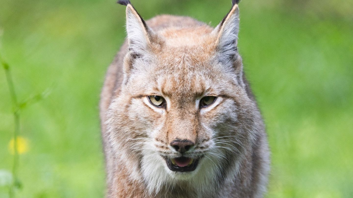 Ein neuer Luchs ist im Hochschwarzwald heimisch geworden - die Förster haben ihn "Kandelino" getauft. (Symbolbild) Foto: Lando H