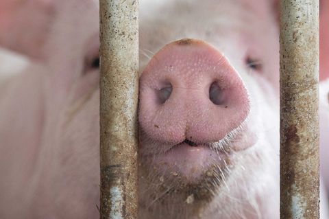 In Bayern gibt es etwas mehr Schweine - obwohl die Zahl der Betriebe, die Schweine halten, gesunken ist. (Symbolbild) Foto: Mari