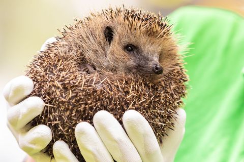 Wenn es wieder milder wird, werden die Igel im Frühjahr wieder aktiv - im Alltag drohen den stacheligen Wildtieren wegen der Men
