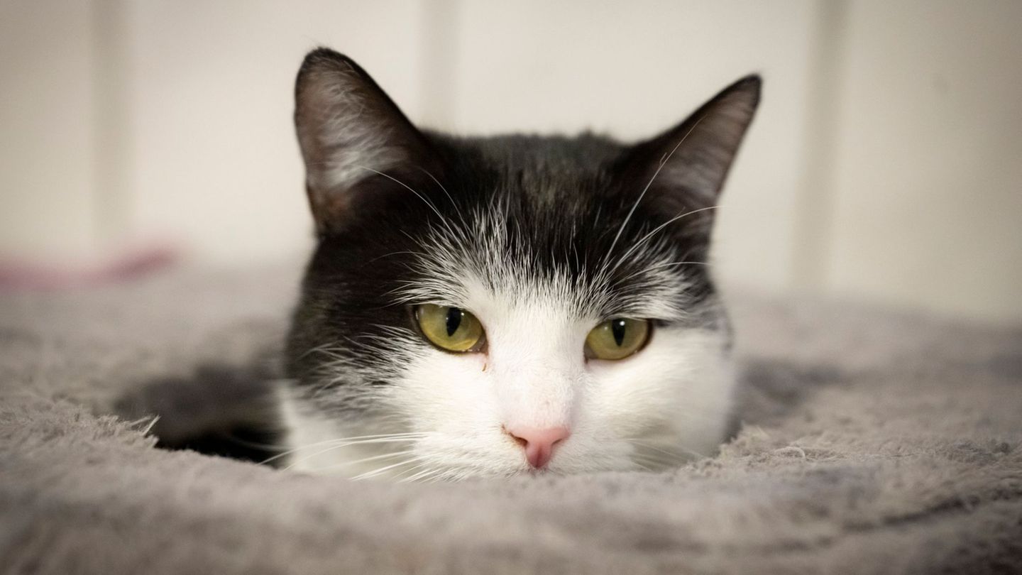 Katze Shila zieht voraussichtlich nach Schweden. Foto: Sina Schuldt/dpa