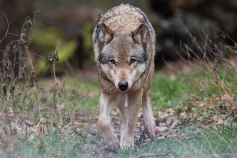 Im Nationalpark versuchen vor allem Tierschützer, den Abschuss eines Wolfs zu verhindern. (Symbolbild) Foto: Julian Stratenschul