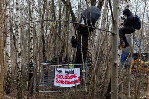 Aktivisten besetzten Bäume in dem Waldstück. Foto: Marcus Golejewski/dpa